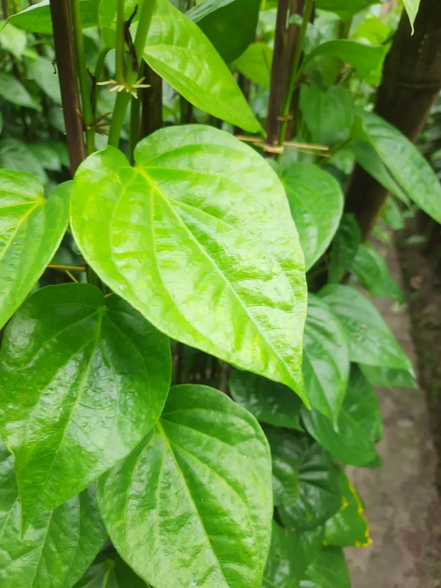 Betel Leaf