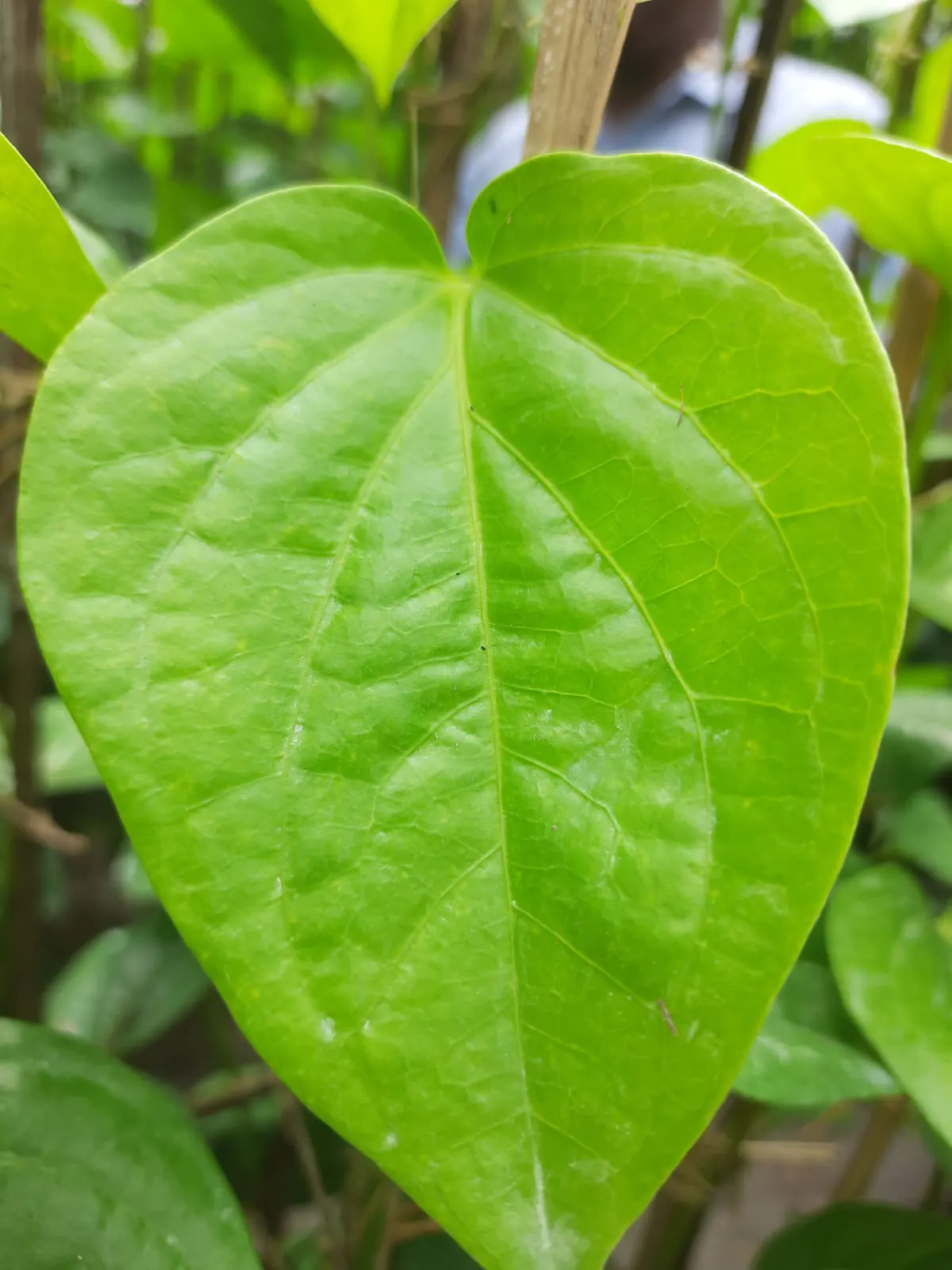 Betel Leaf