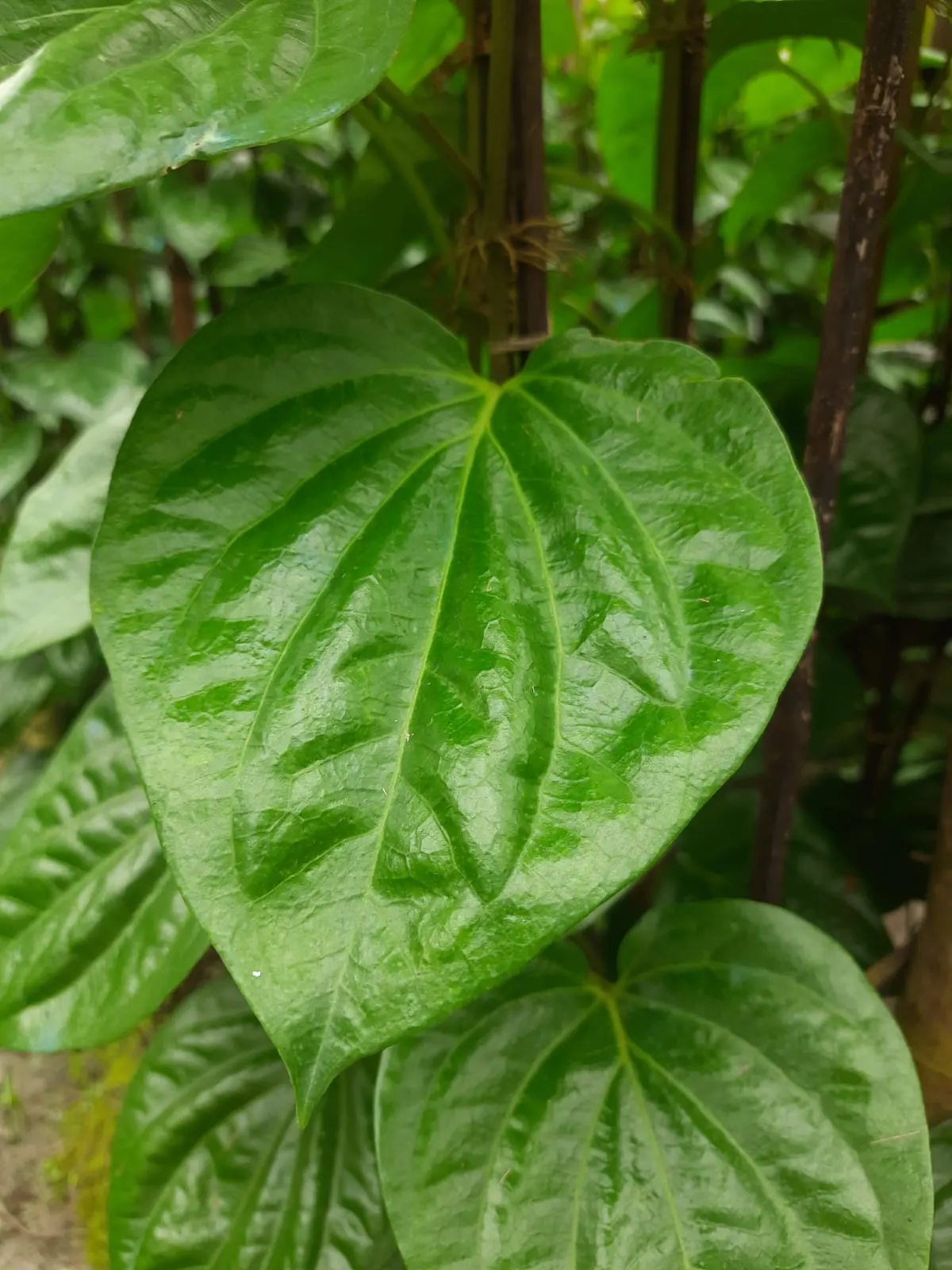 Betel Leaf