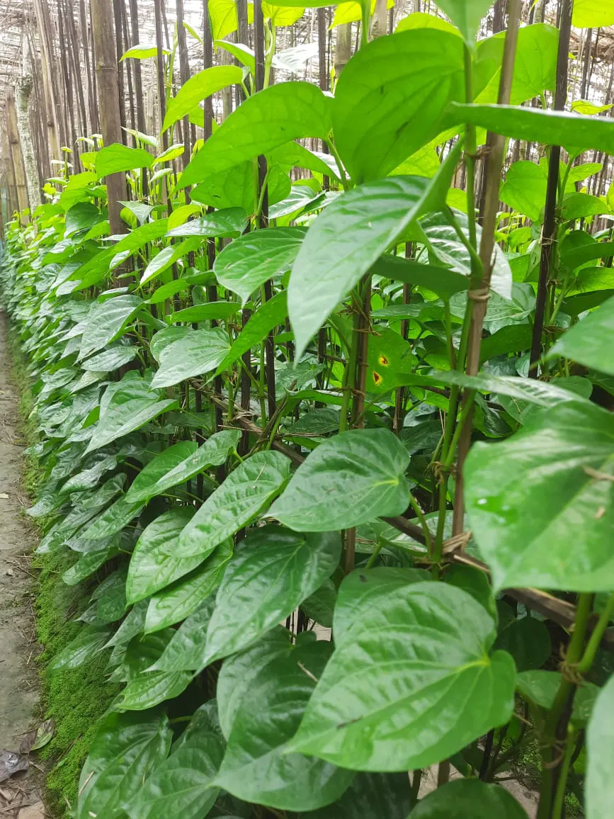 Betel Leaf