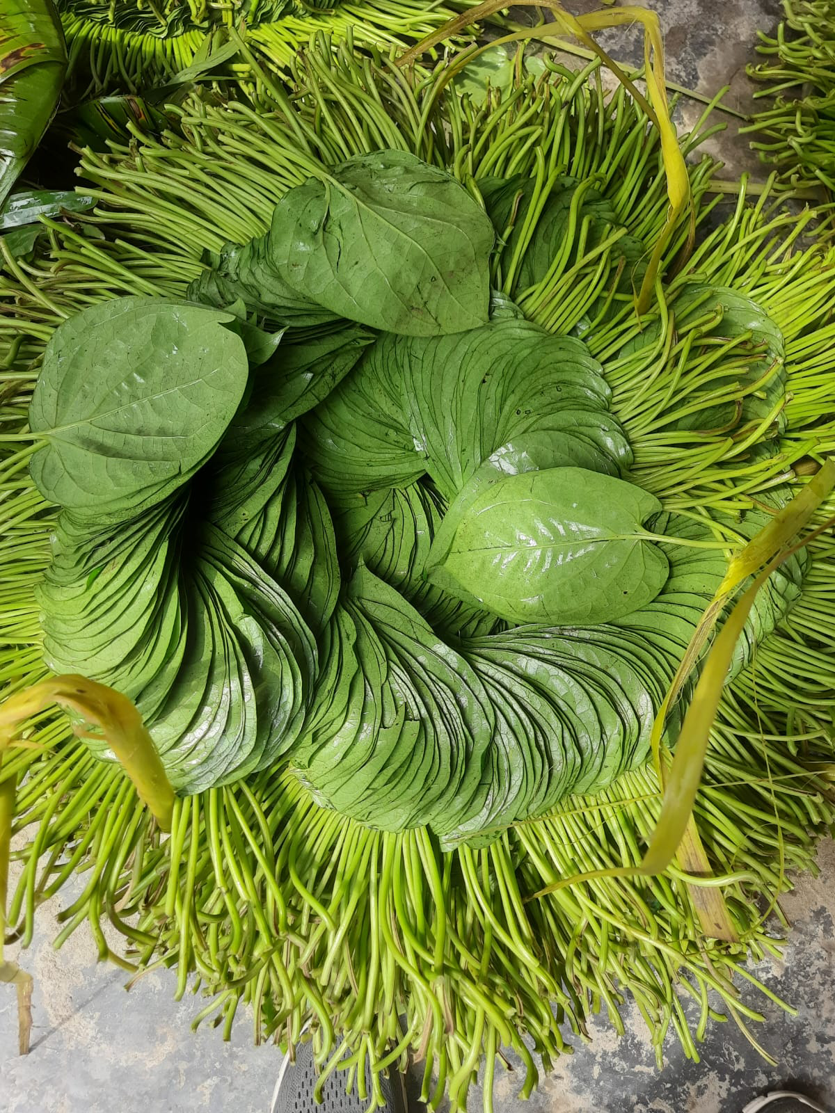 Betel Leaf